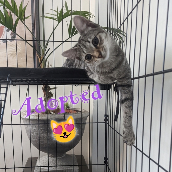 Meet your Posher, Purrmikitty - Picture 16 of 17